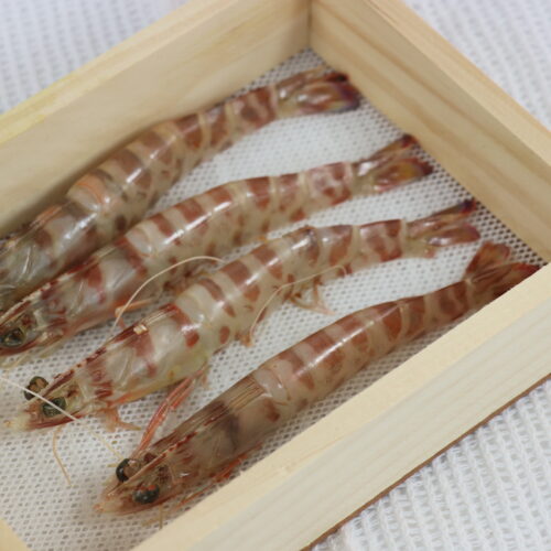 LANGOSTINO TIGRE- (10)