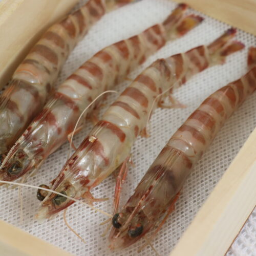 LANGOSTINO TIGRE- (11)