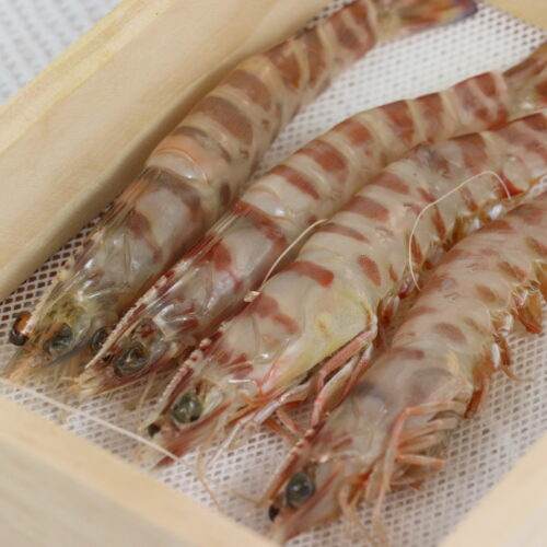 LANGOSTINO TIGRE- (12)