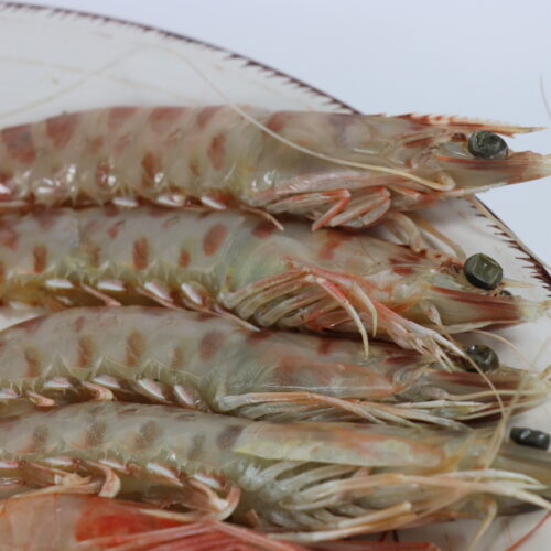 LANGOSTINO TIGRE- (14)