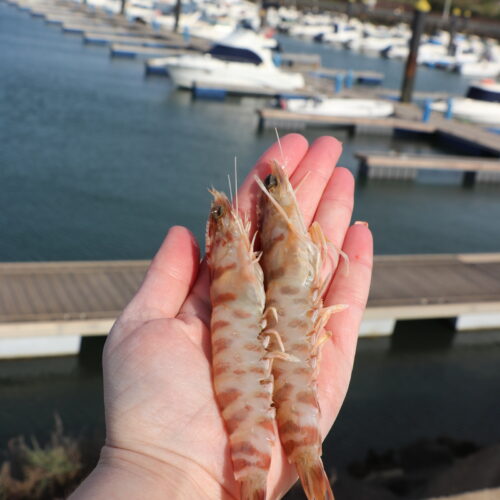 LANGOSTINO TIGRE- (18)