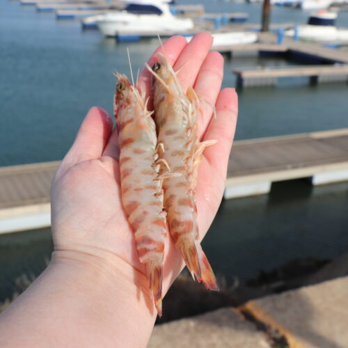 LANGOSTINO TIGRE- (19)