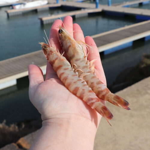 LANGOSTINO TIGRE- (20)