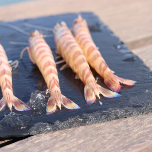 LANGOSTINO TIGRE- (22)