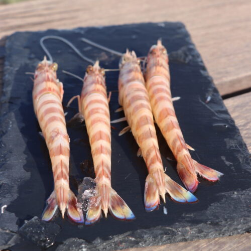 LANGOSTINO TIGRE- (24)