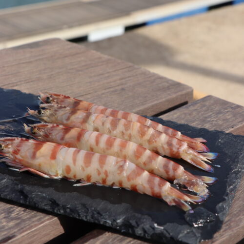 LANGOSTINO TIGRE- (26)