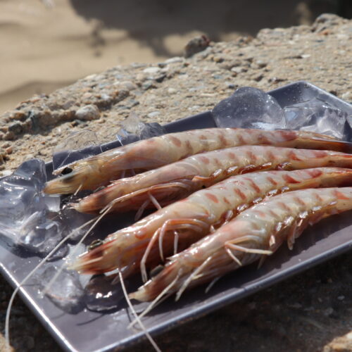 LANGOSTINO TIGRE- (27)