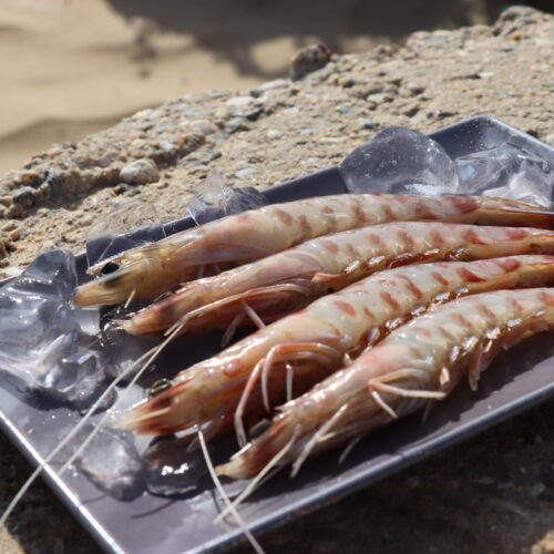 LANGOSTINO TIGRE- (28)