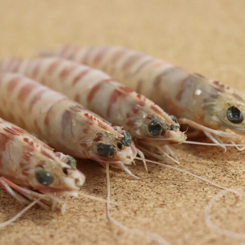 LANGOSTINO TIGRE- (5)