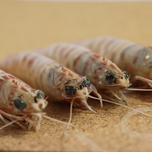 LANGOSTINO TIGRE- (6)