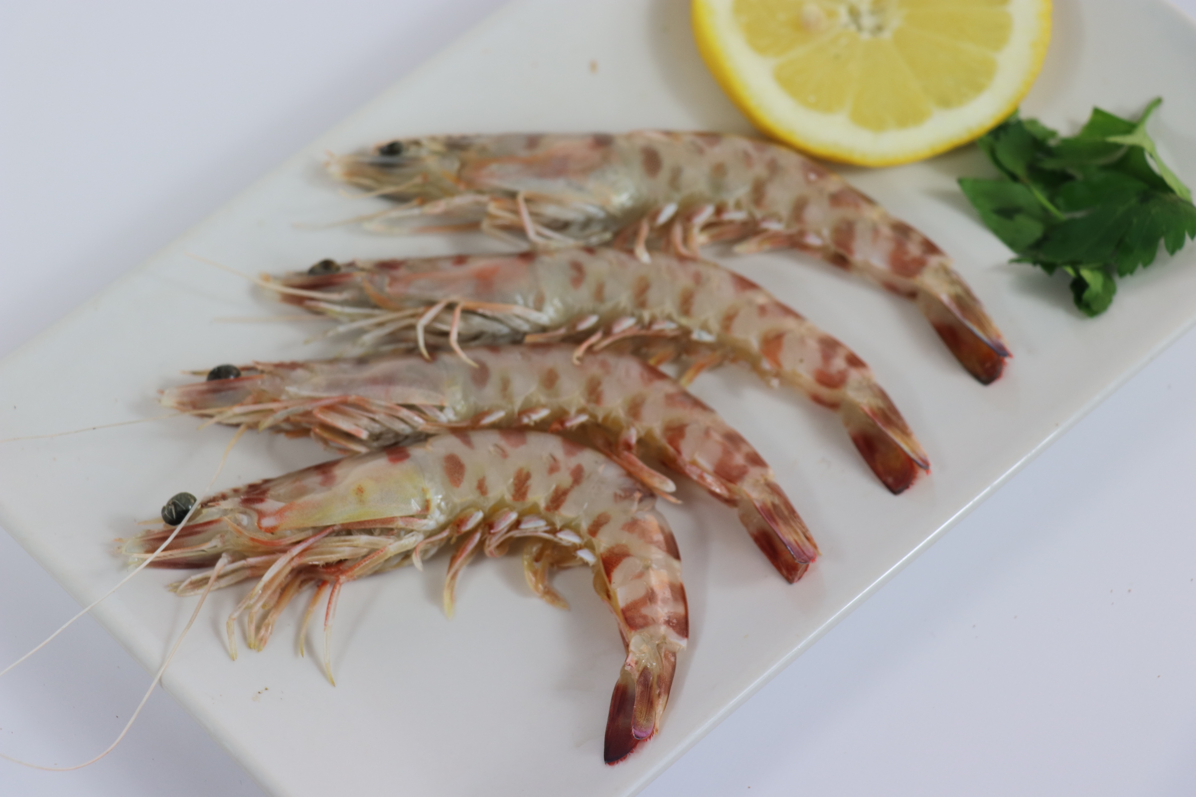 LANGOSTINO TIGRE- (7)